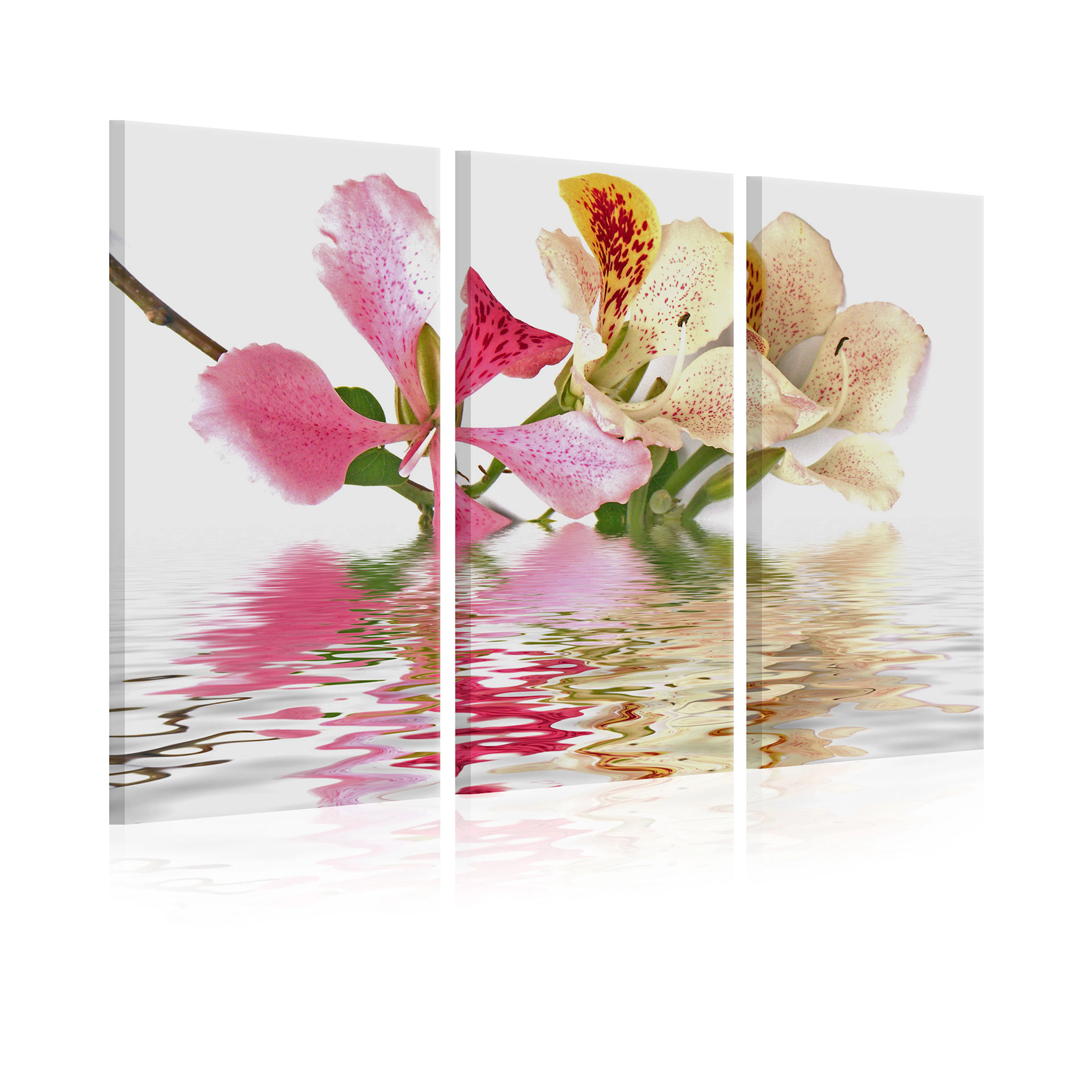 Tavla Arkiio Orchid With Colorful Spots