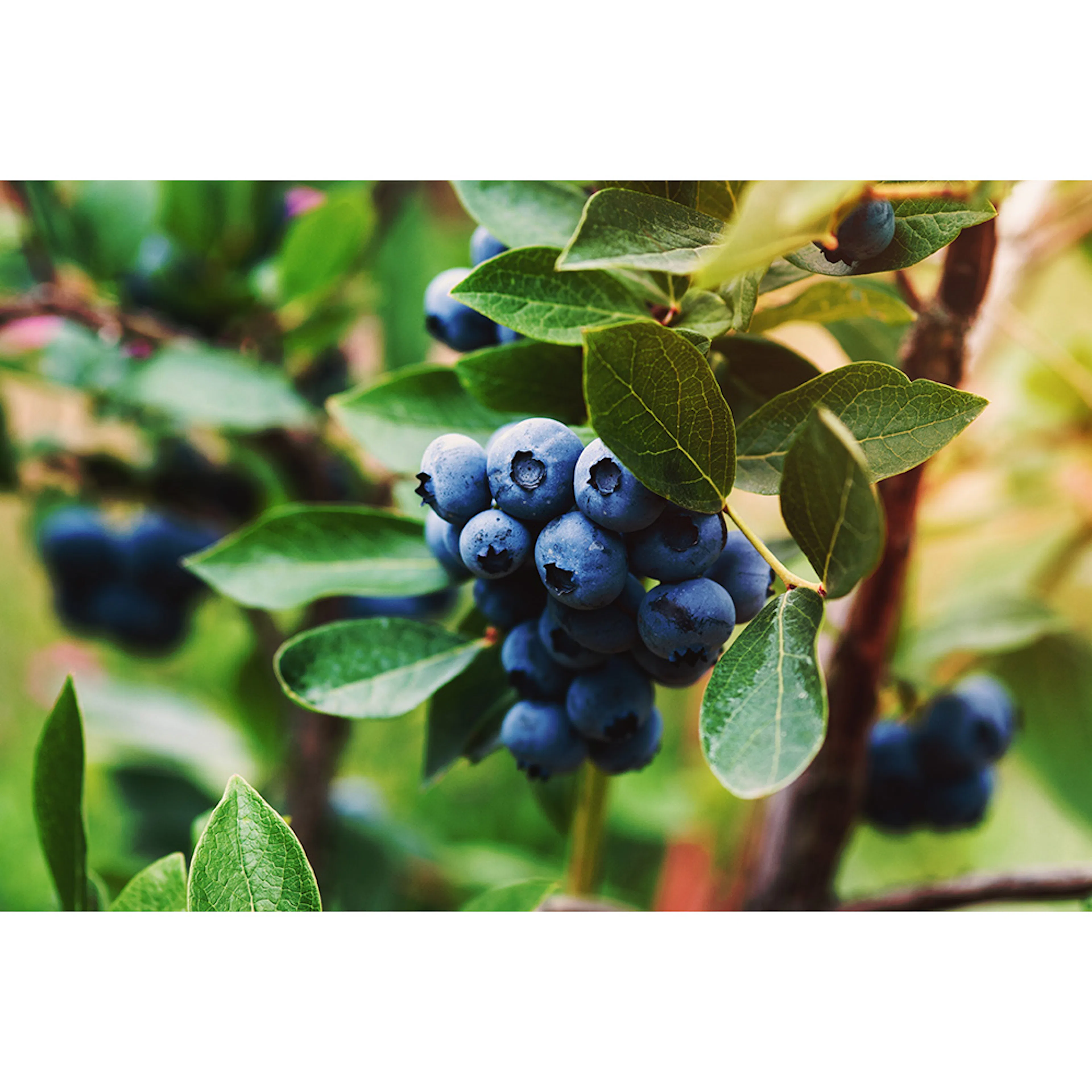 Blåbär Omnia Garden Hybrid Vaccinium Oskar