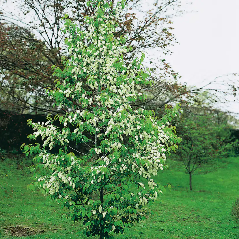 Prydnadsträd Omnia Garden Hägg, Vit Blomning & Grönt Lövverk, 120-175 cm