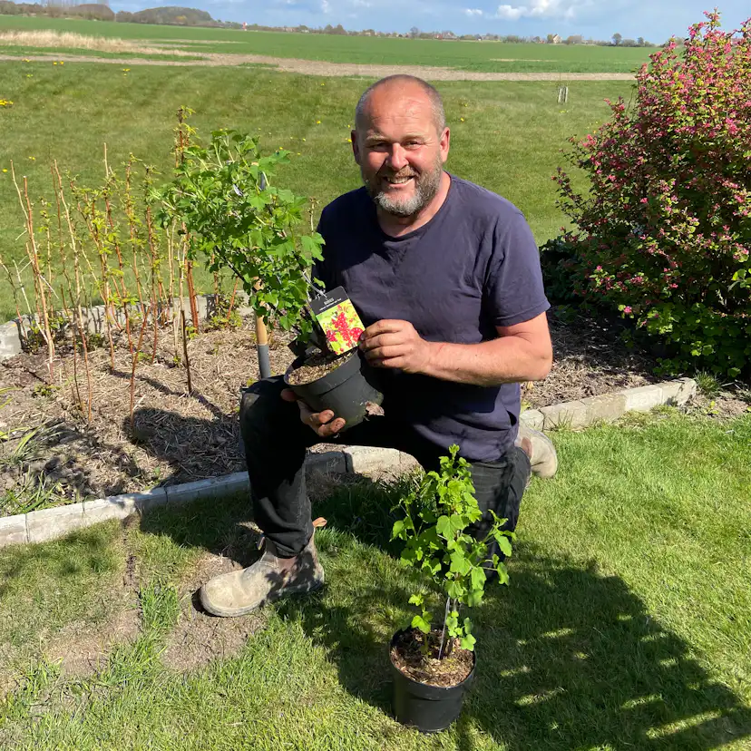 Buske Röda Vinbär Omnia Garden Jonkheer Van Teets 30-50 cm