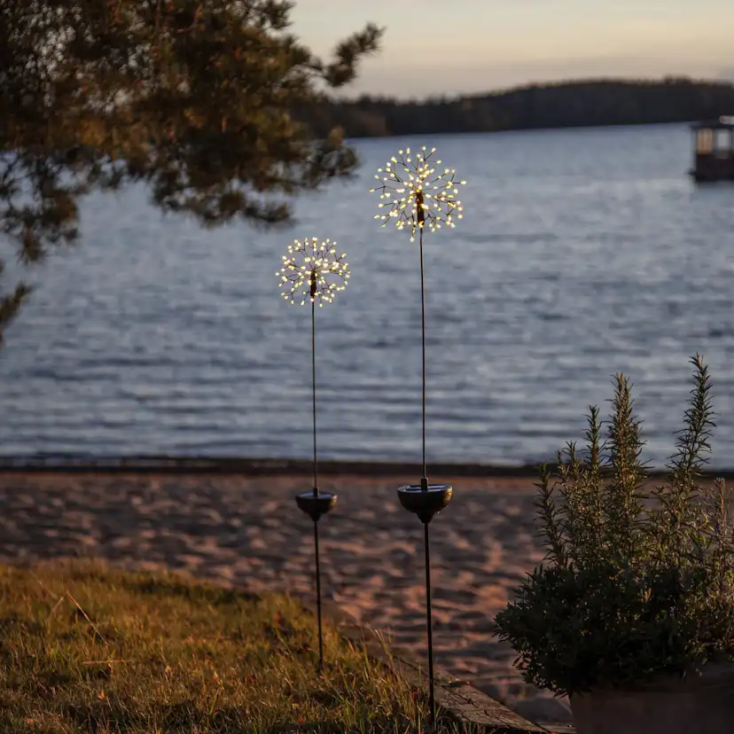 Solcellsdekoration Star Trading Dandelion Firework Twilight
