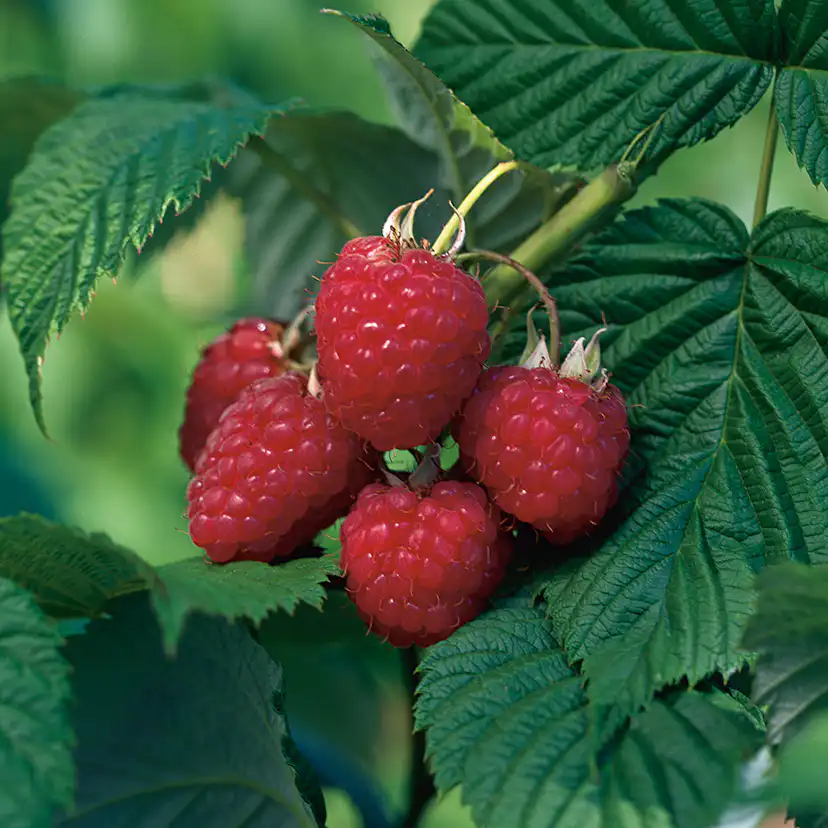 Buske Mörkrött Hösthallon Omnia Garden Ariadne 40-60 cm