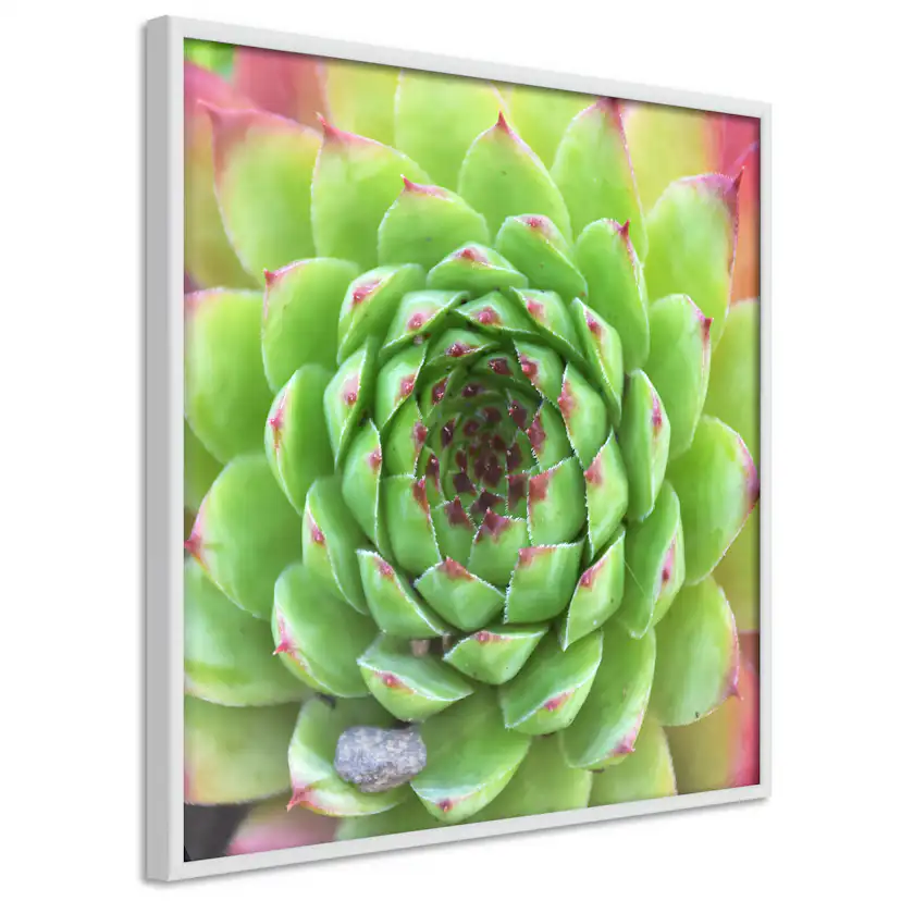 Poster Artgeist Affisch Succulent