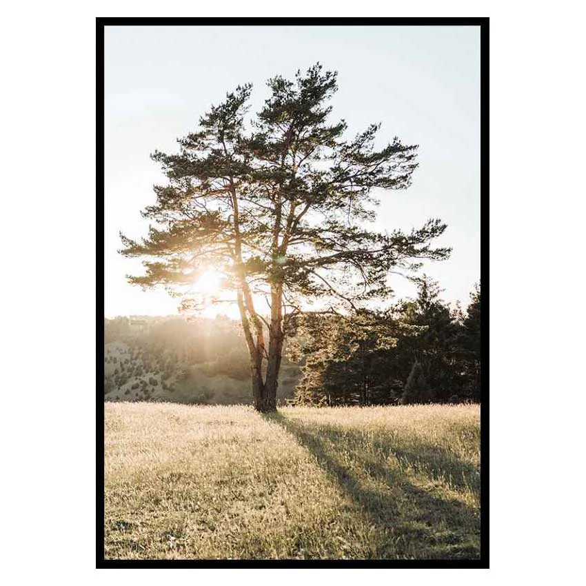 Poster Gallerix Tree in Sunlight