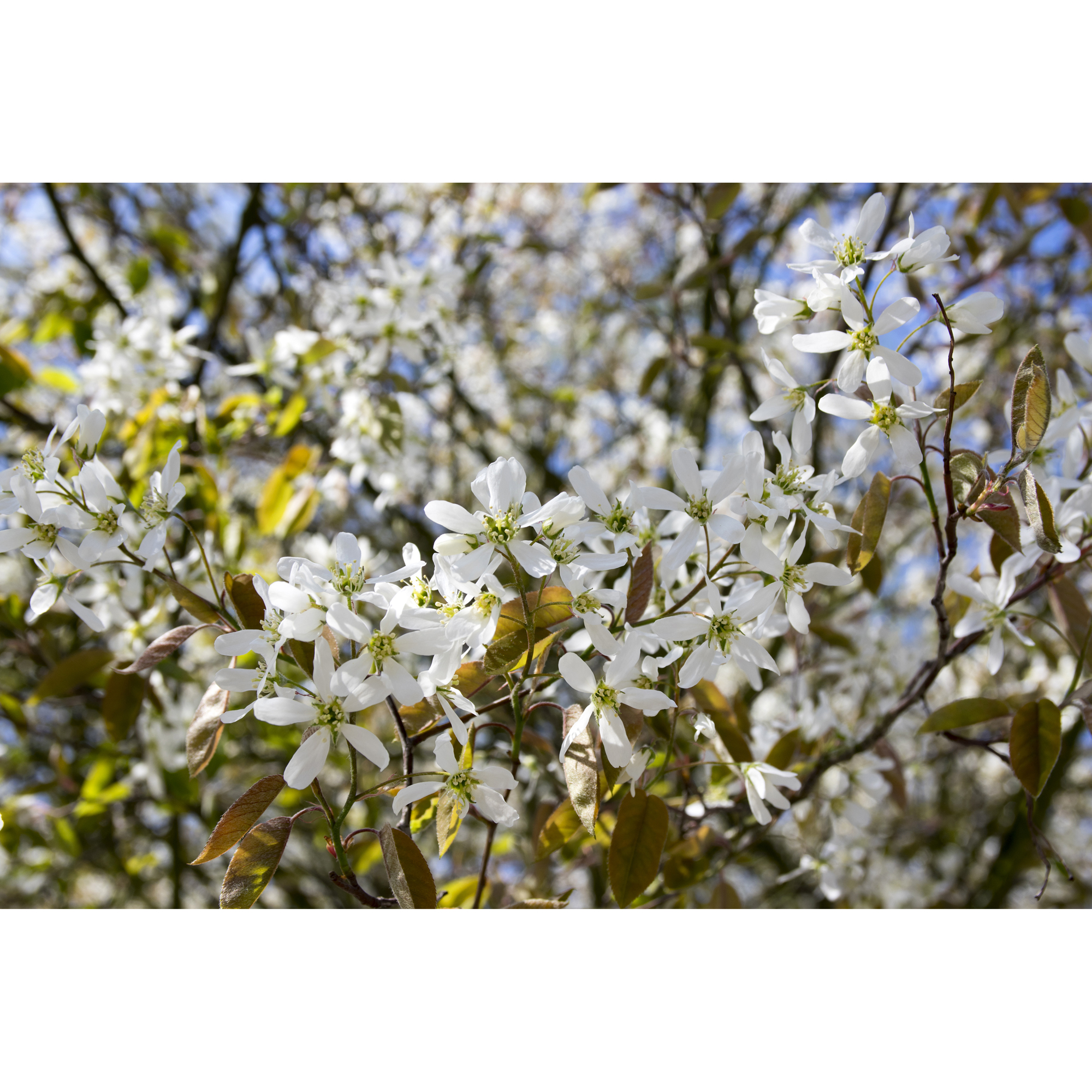 Planta Häggmispel Omnia Garden 20-40cm Krukodlade