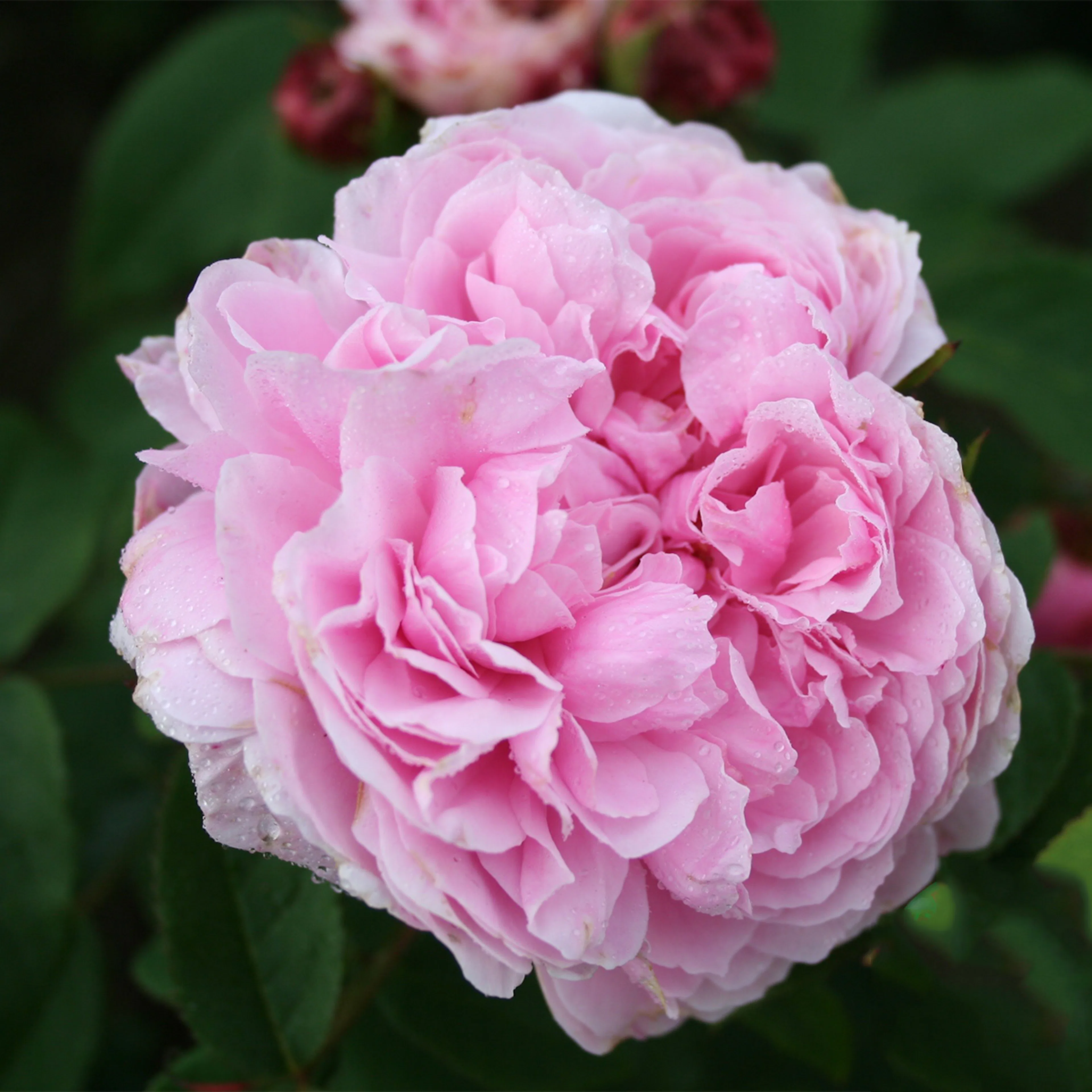 Rosa "Jacques Cartier", 5-pack 5-pack