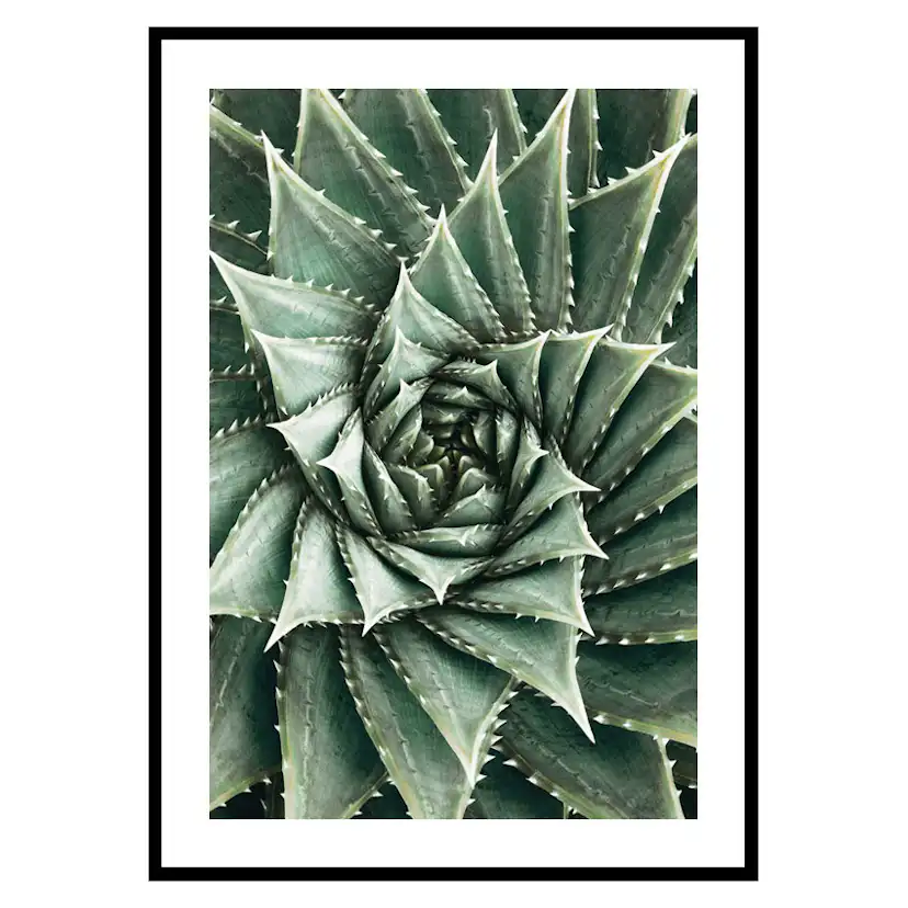 Poster Gallerix Agave Close Up No2