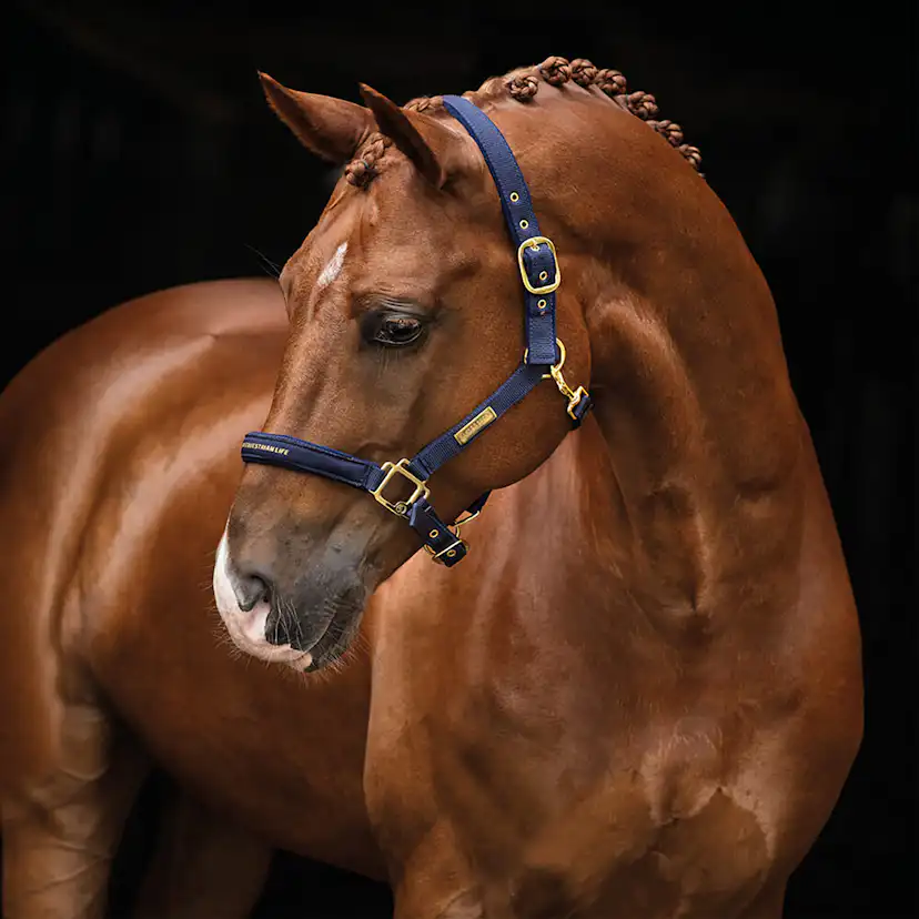 Grimma HANSBO SPORT The Equestrian Life Cob