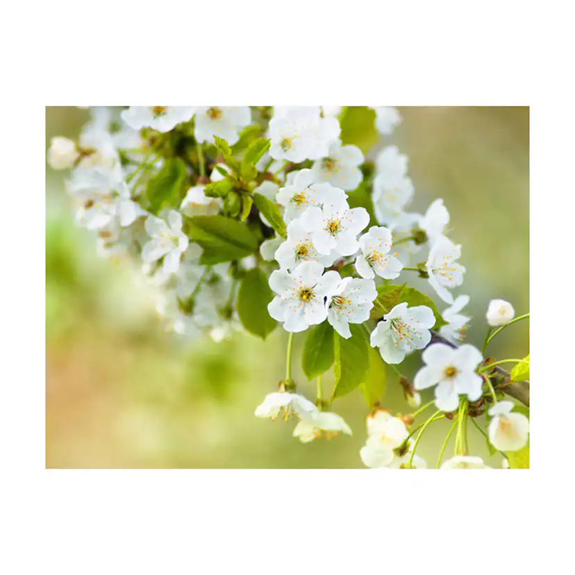Fototapet Arkiio Vackra Känsliga Körsbär Blommar
