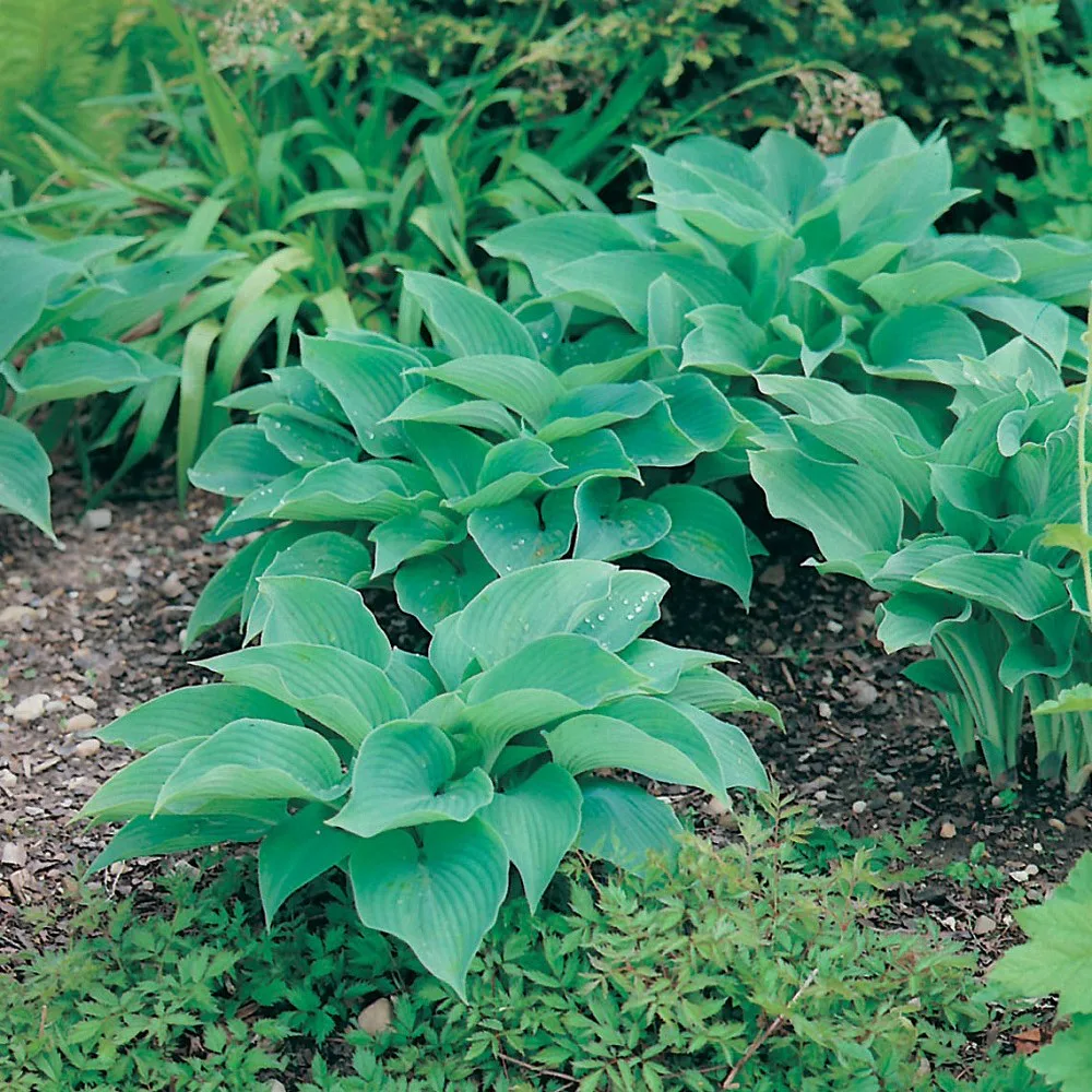 Planta Omnia Garden Daggfunkia Sieboldiana