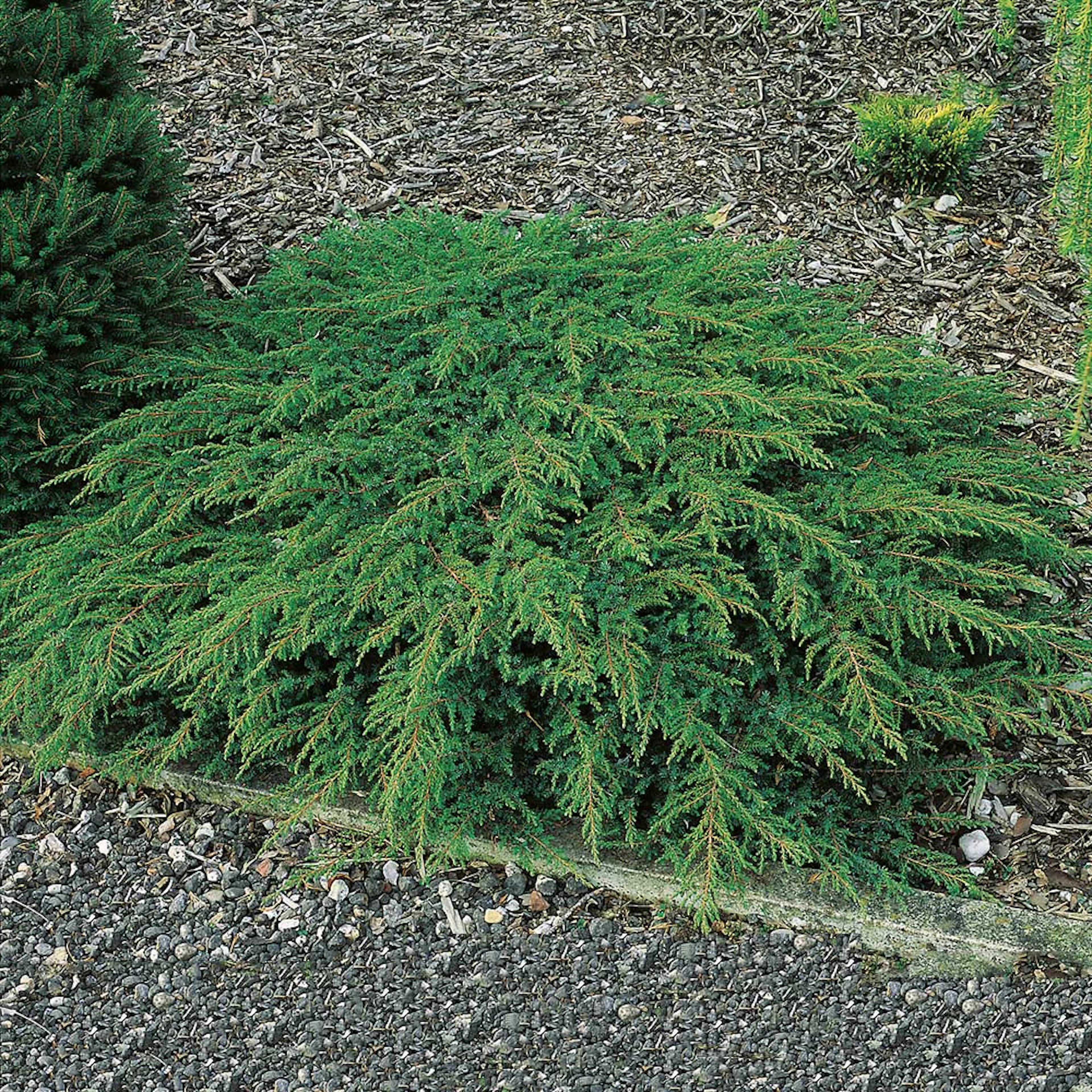 Matt-en Omnia Garden Green Carpet 30-35 cm