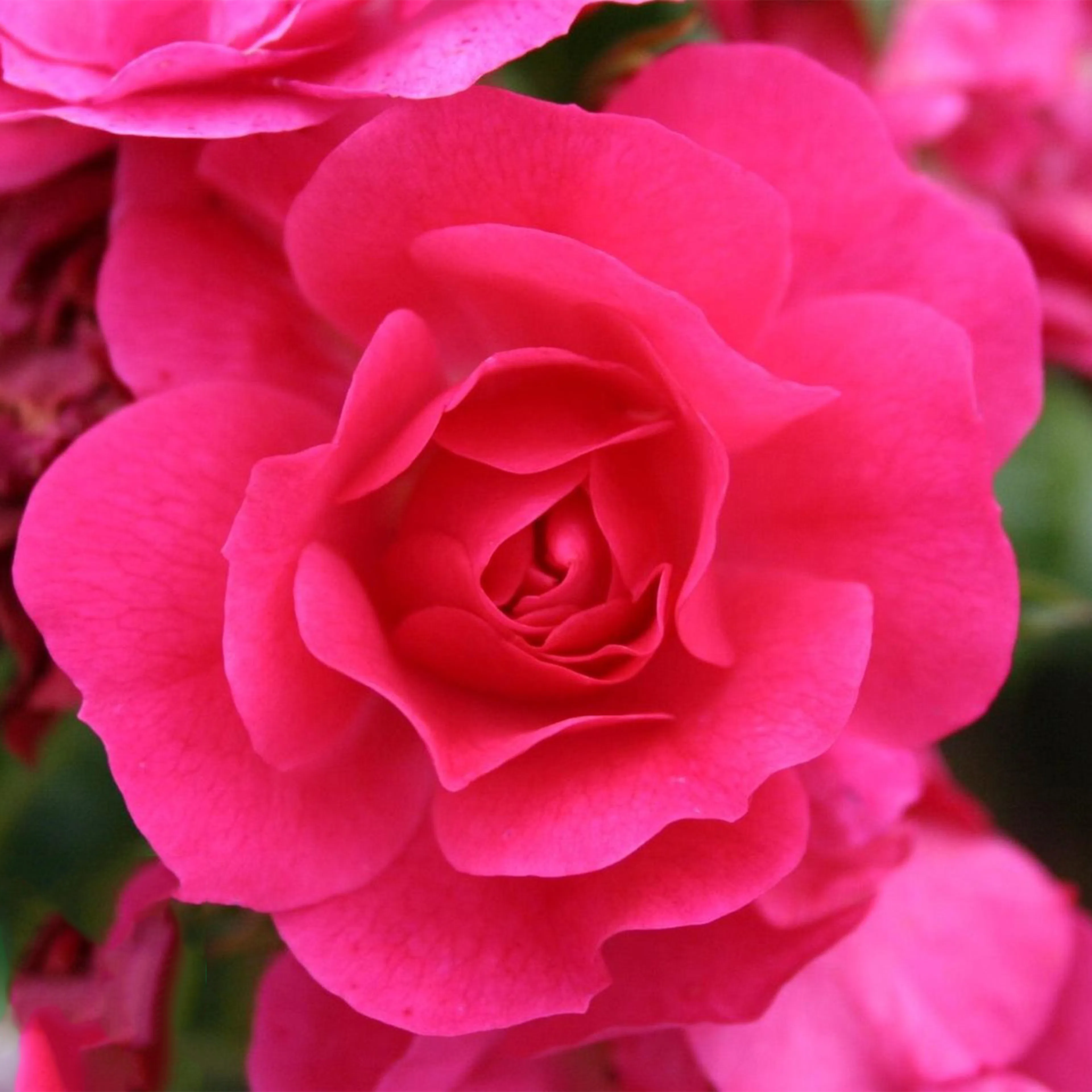 Rosa "Heidetraum", 5-pack 5-pack