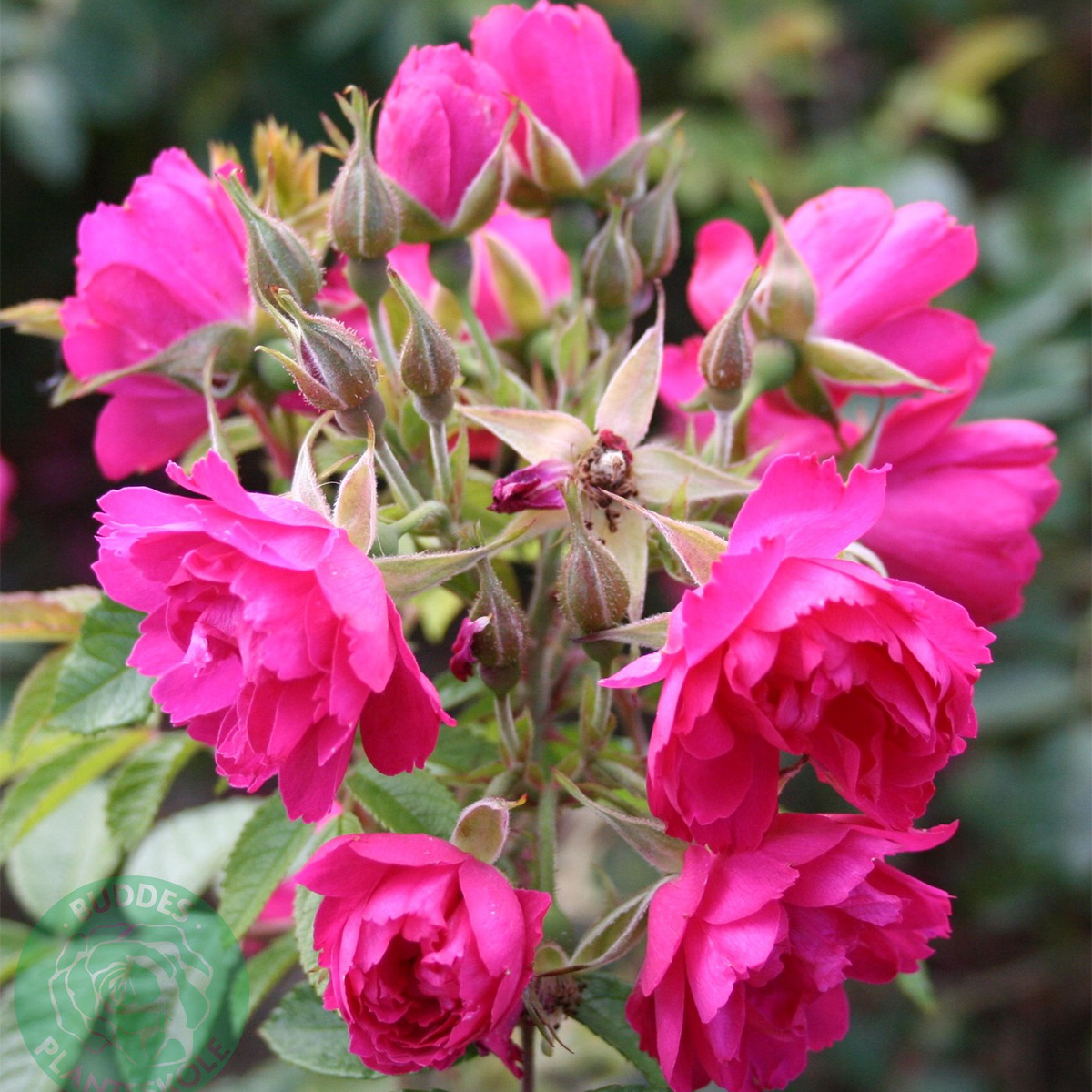 Storblommig Buskros Omnia Garden Fj. Grootendorst