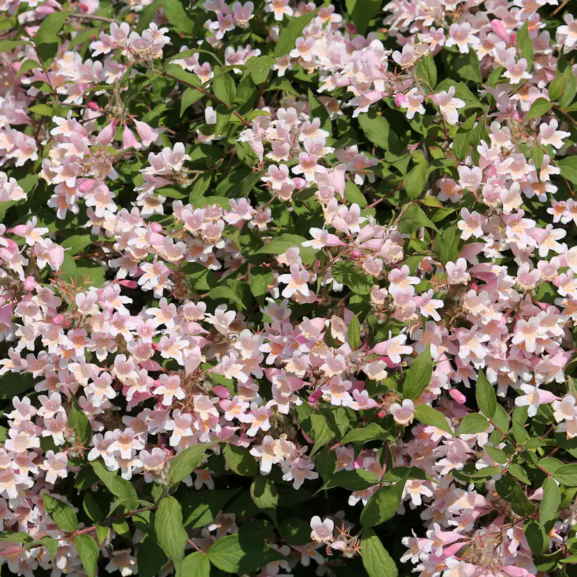 Paradisbuske Omnia Garden Solitär Prydnadsbuske Rosa Blomning 125-150 cm