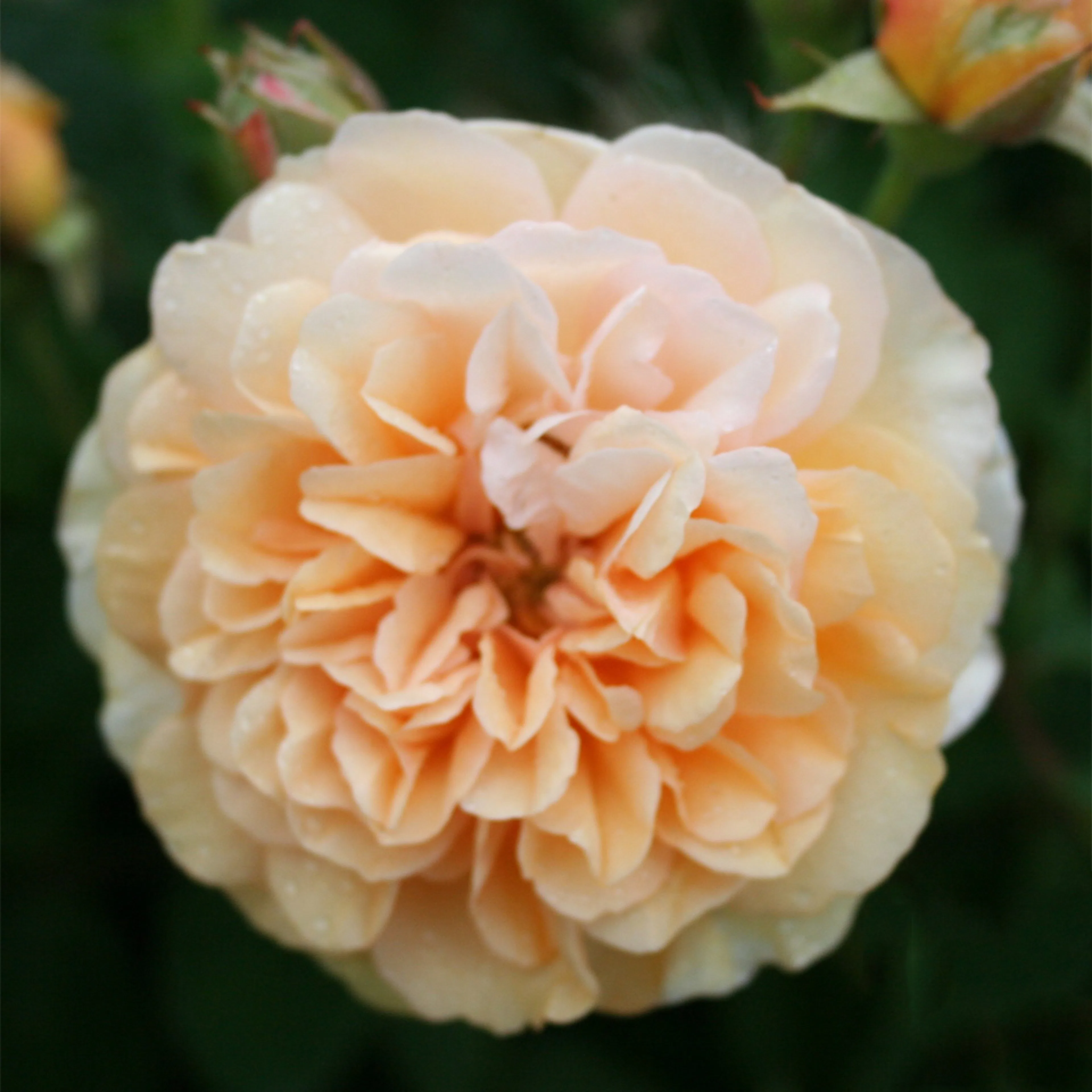 Rosa "Buff Beauty", 10-pack 10-pack