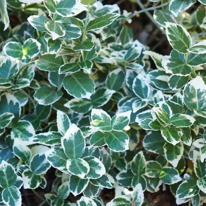 Marktäckare Omnia Garden Klätterbenved Euonymus fort. Emerald Gaiety