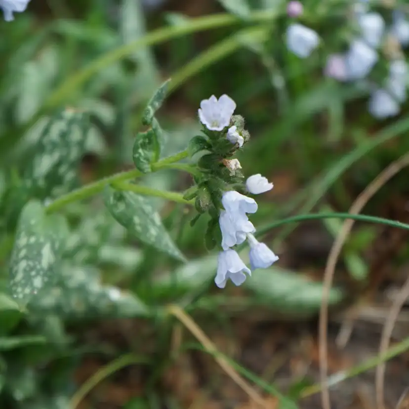 Perenn Omnia Garden Brokbladig Lungört Opal Ocupol