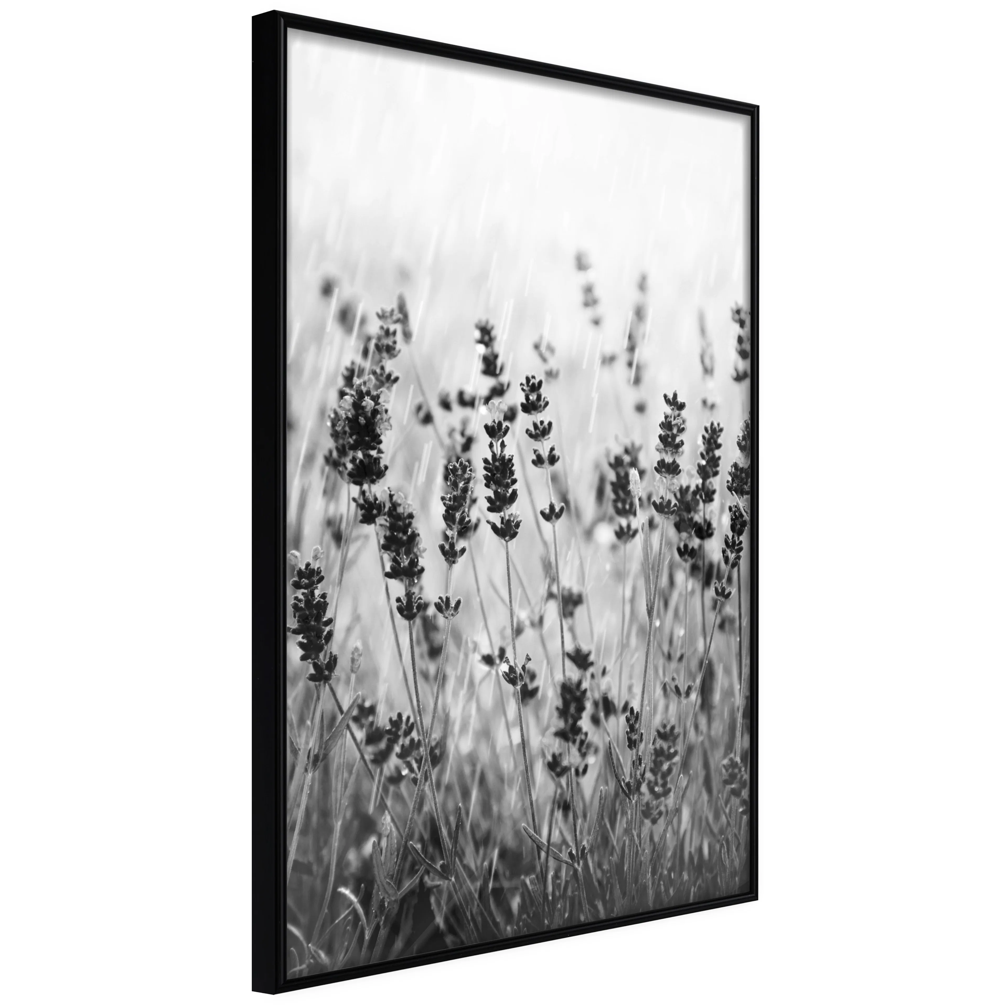 Affisch - Lavender in the Rain [Poster] 40x60 Svart ram, 40x60 cm