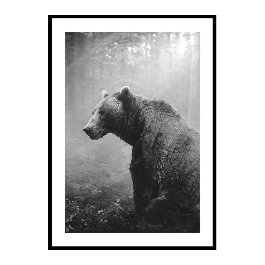 Grizzly Bear 50x70 cm