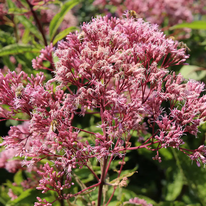 Planta Perenn Omnia Garden Fläckflockel Atropurpureum Rosenflockel