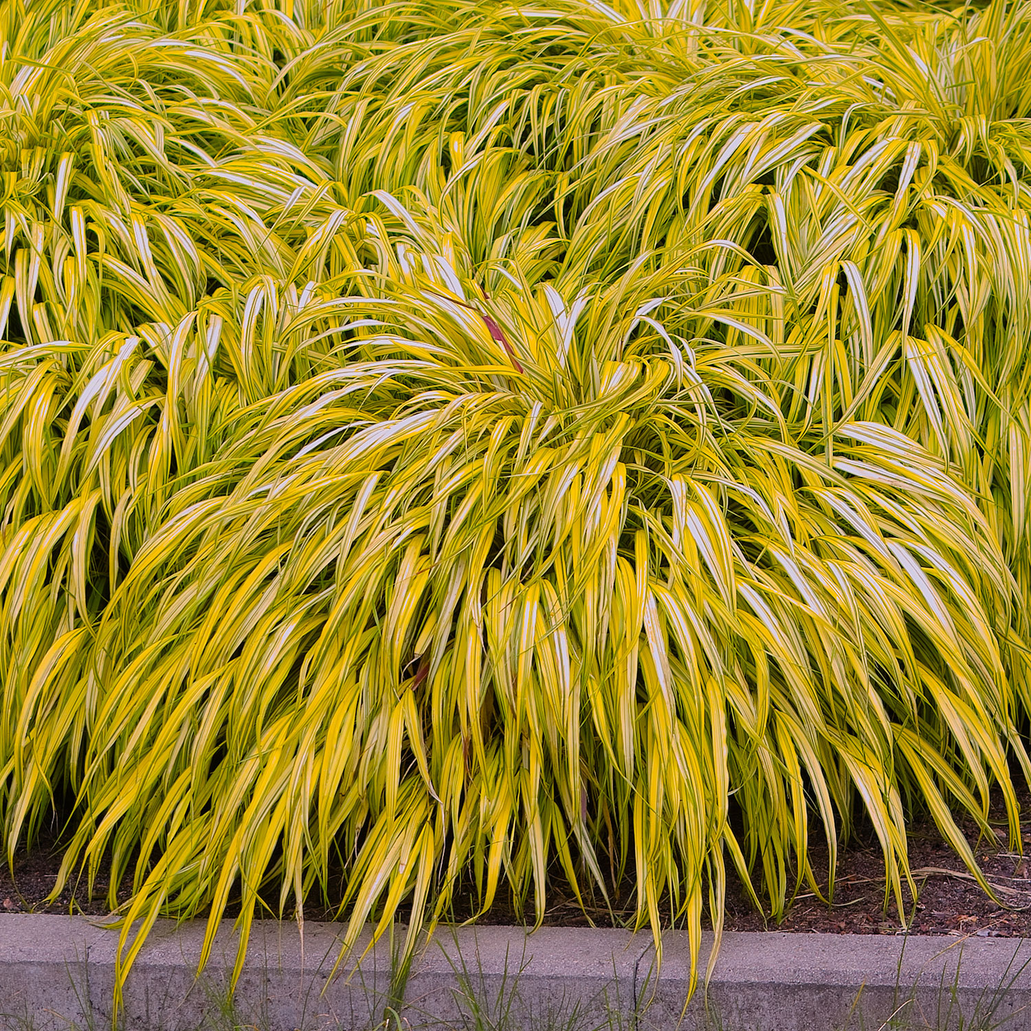 Prydnadsgräs Omnia Garden Hakonegräs Hakonechloa Macra Stor Kruka