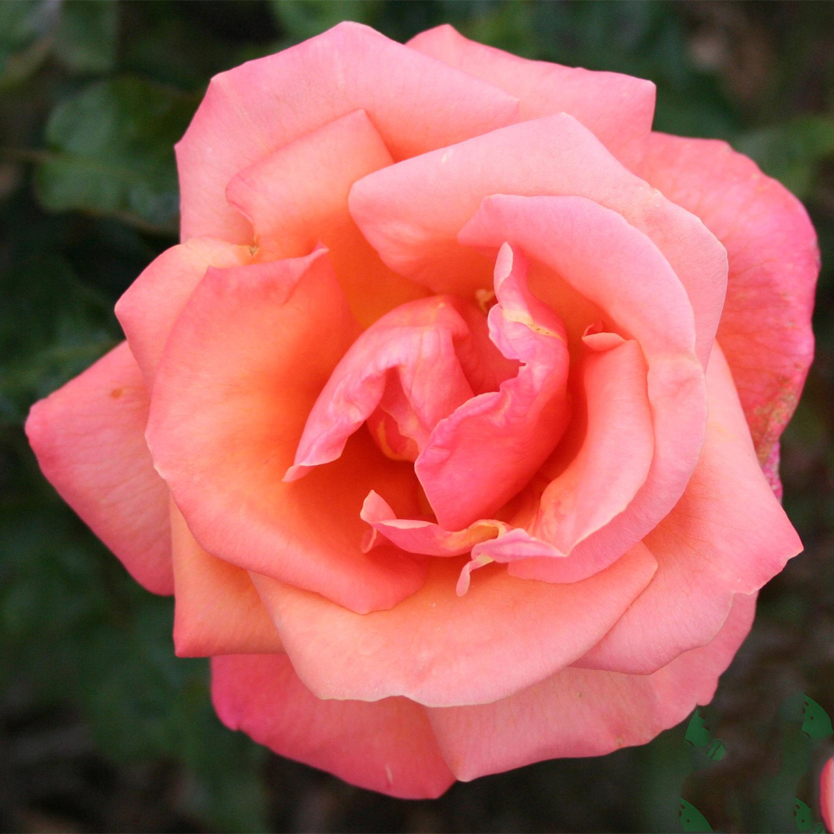 Storblommig Rabattros Omnia Garden Troika