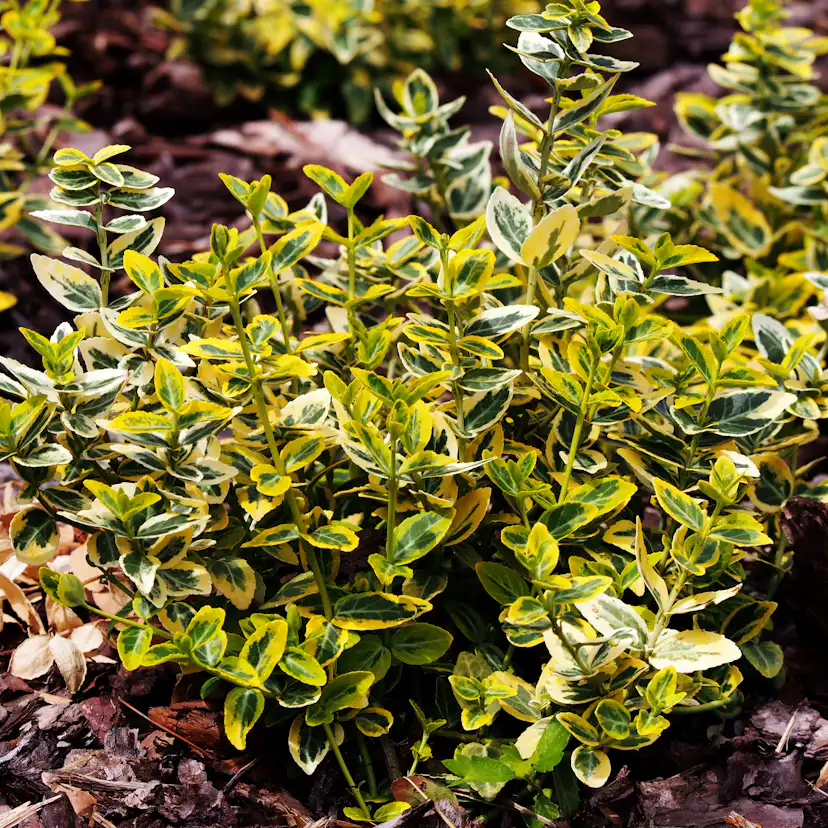 Marktäckare Omnia Garden Gulbrokig Klätterbenved Emerald'n'Gold