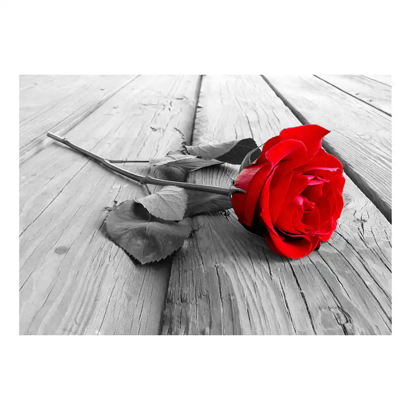 Fototapet Arkiio Abandoned Rose