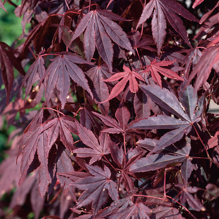 Prydnadsbuske Omnia Garden Japansk Blodlönn