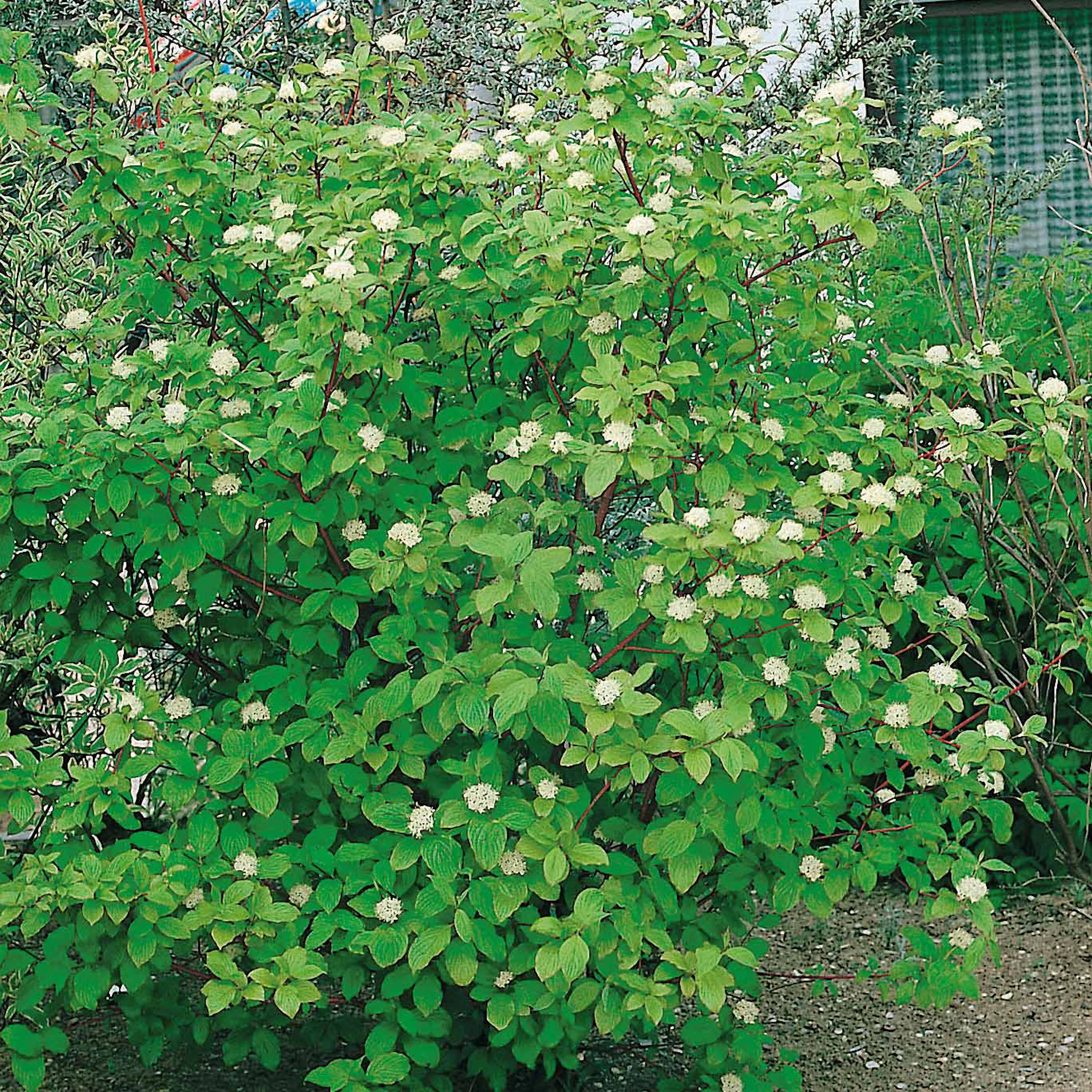 Prydnadsbuske Omnia Garden Korallkornell