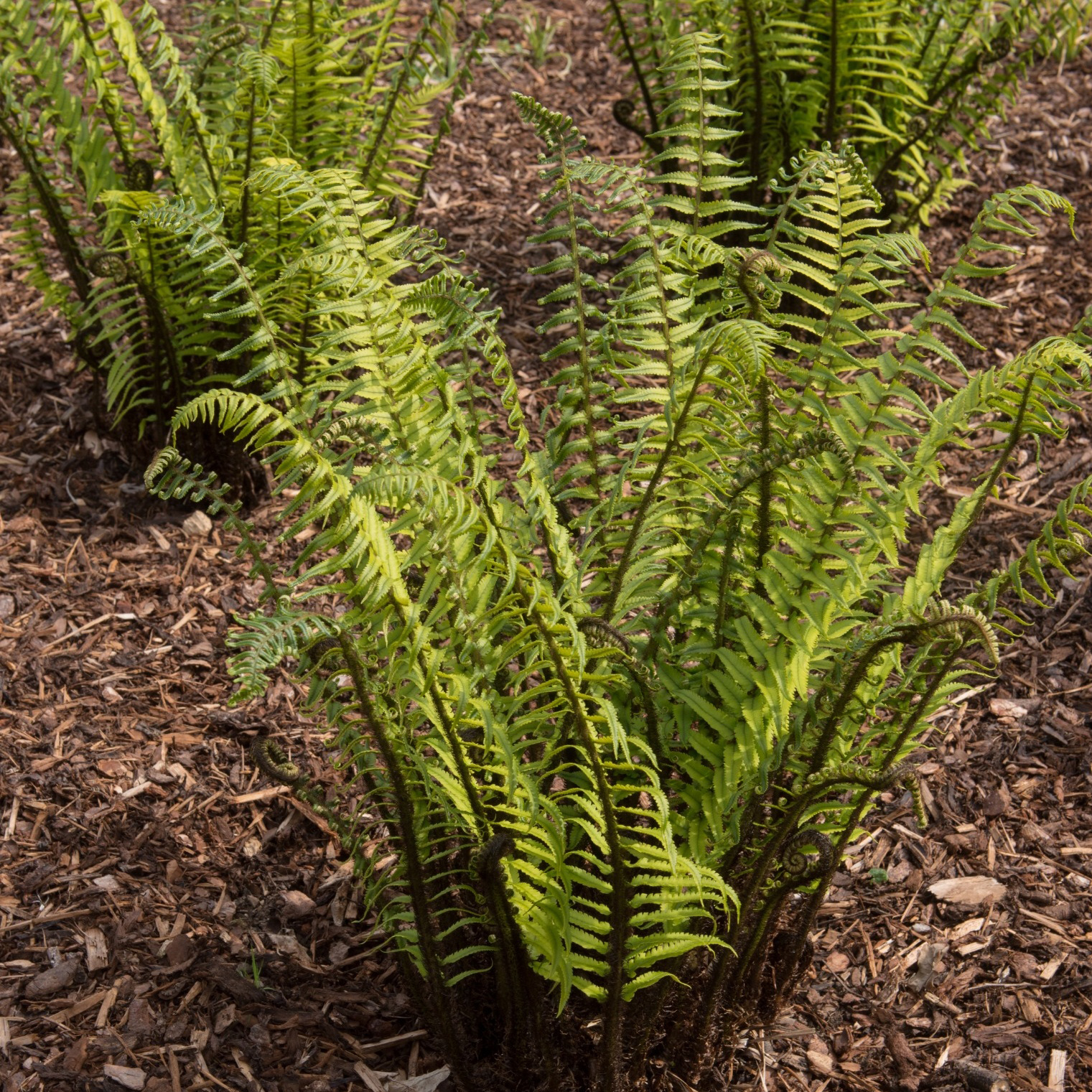 Perenn Omnia Garden Lurvbräken Dryopteris Cycadina 2L