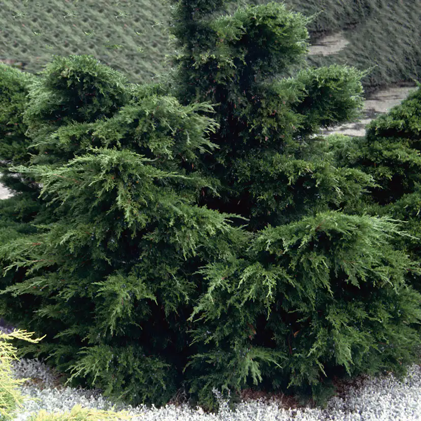 Trädgårds-en Omnia Garden Mint Julep 30-35 cm