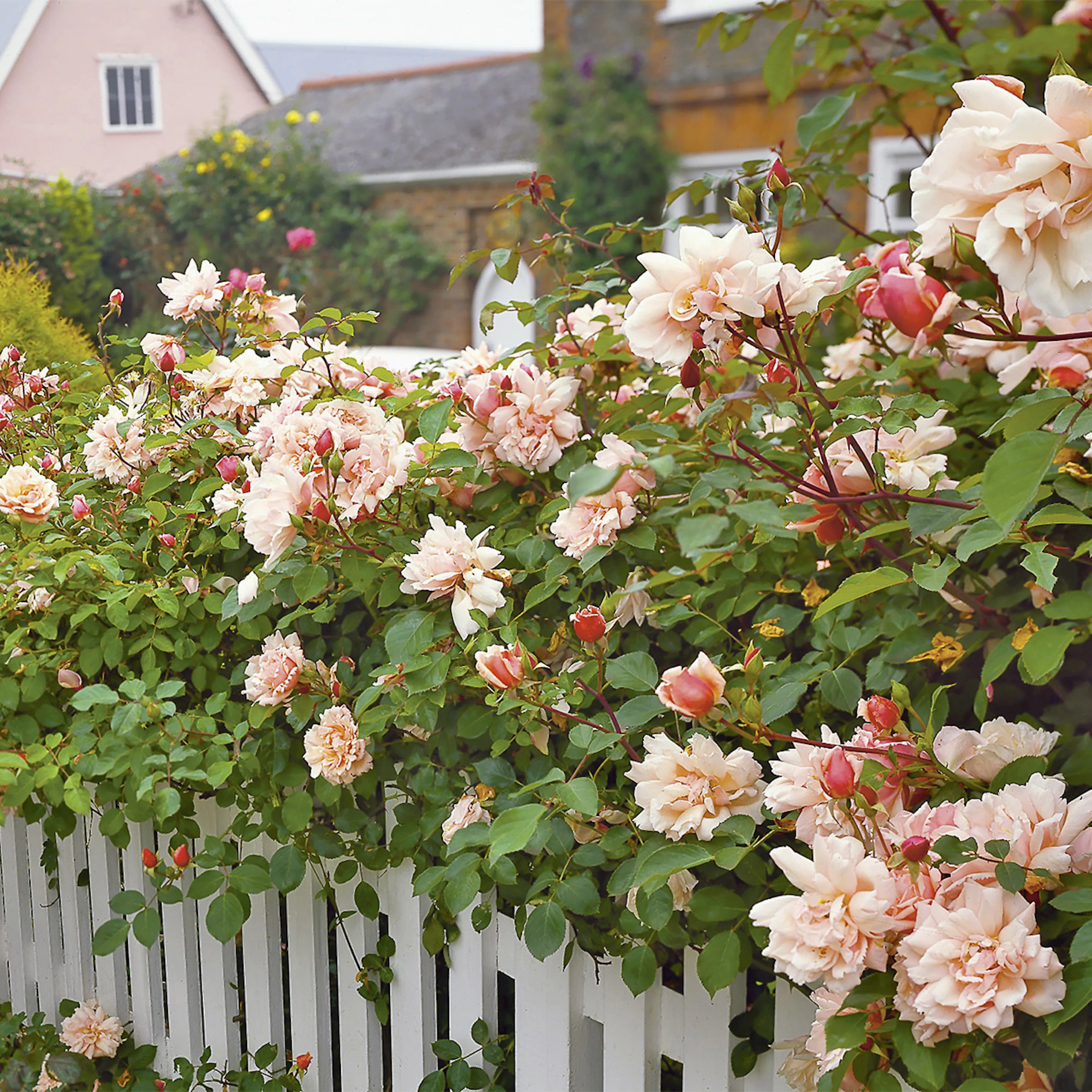 Rosa "Albertine", 10-pack 10-pack