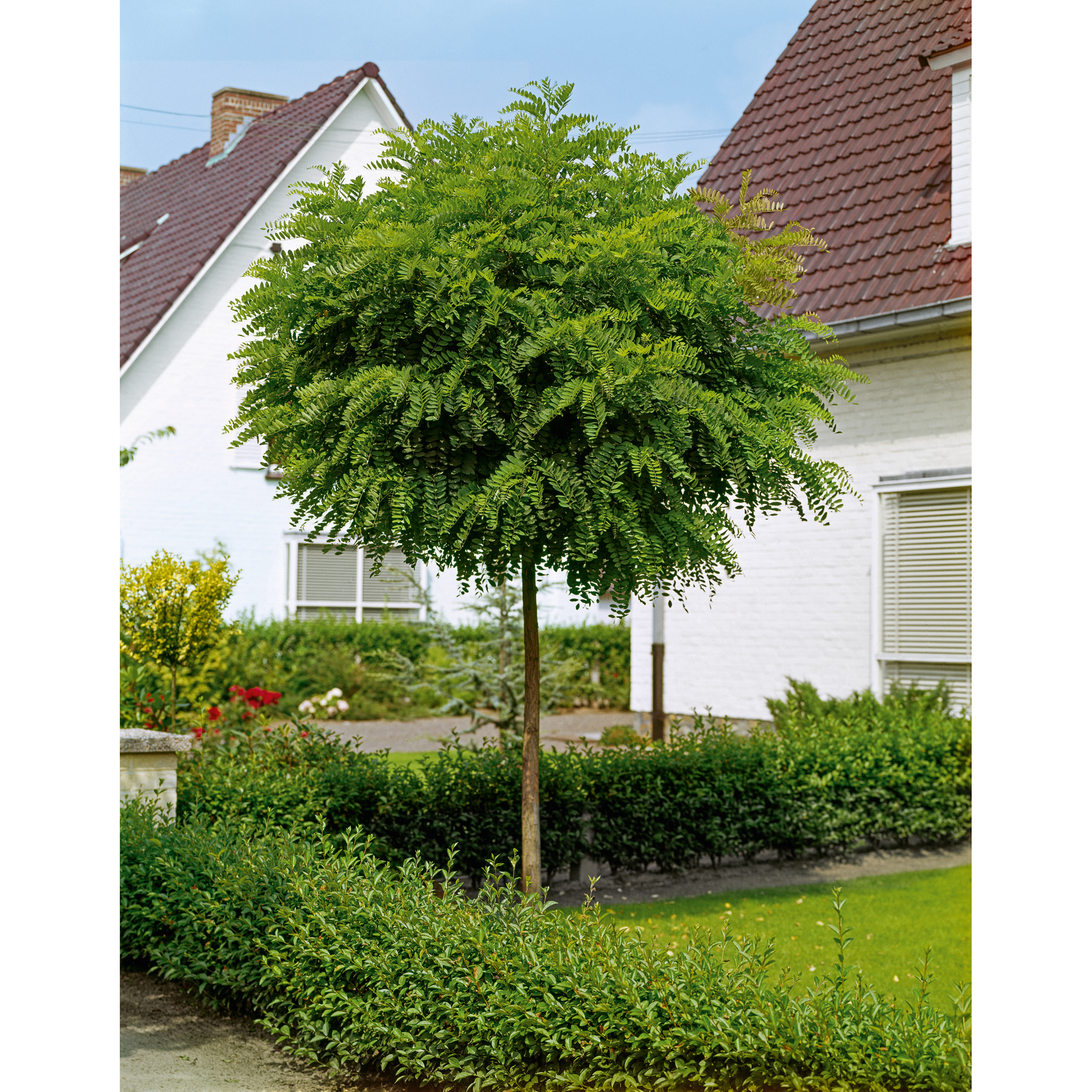 Robinia pseudoacacia 'Umbraculifera', högstam st.omf. 10-12c 10-12 cm