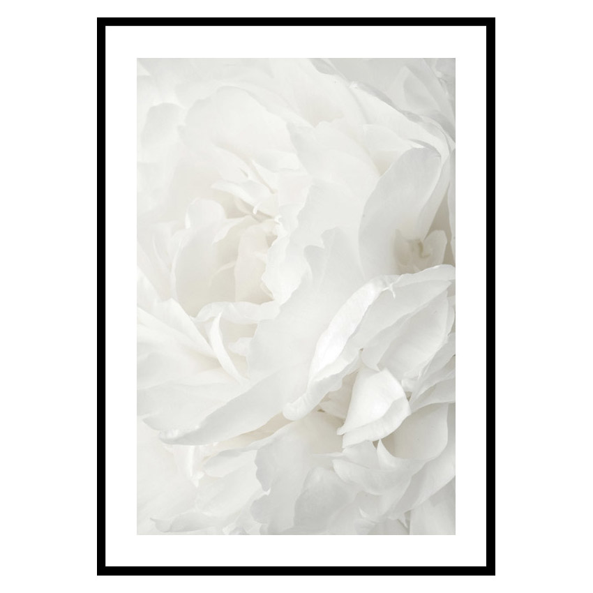 Poster Gallerix White Rose No2