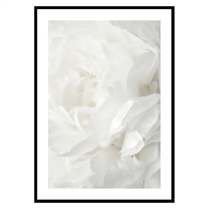 Poster Gallerix White Rose No2