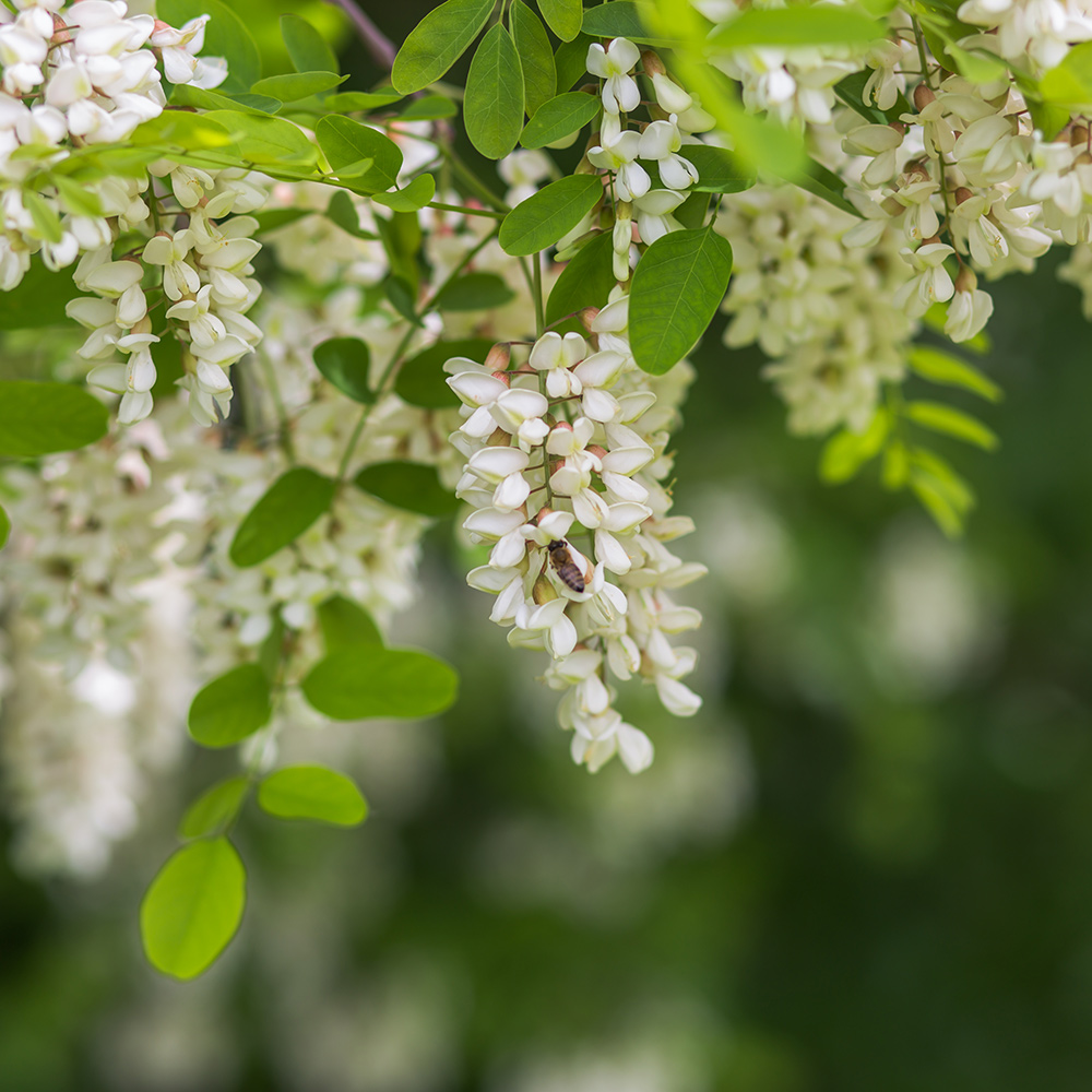 Prydnadsträd Omnia Garden Klotrobinia Umbraculifera 100-120 cm