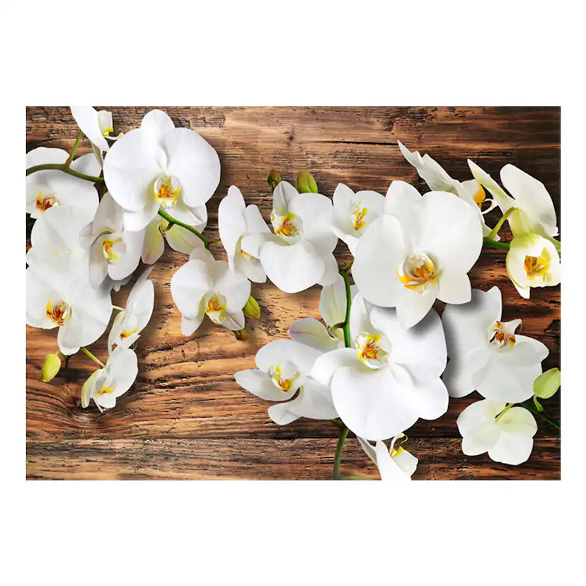 Fototapet Arkiio Forest Orchid