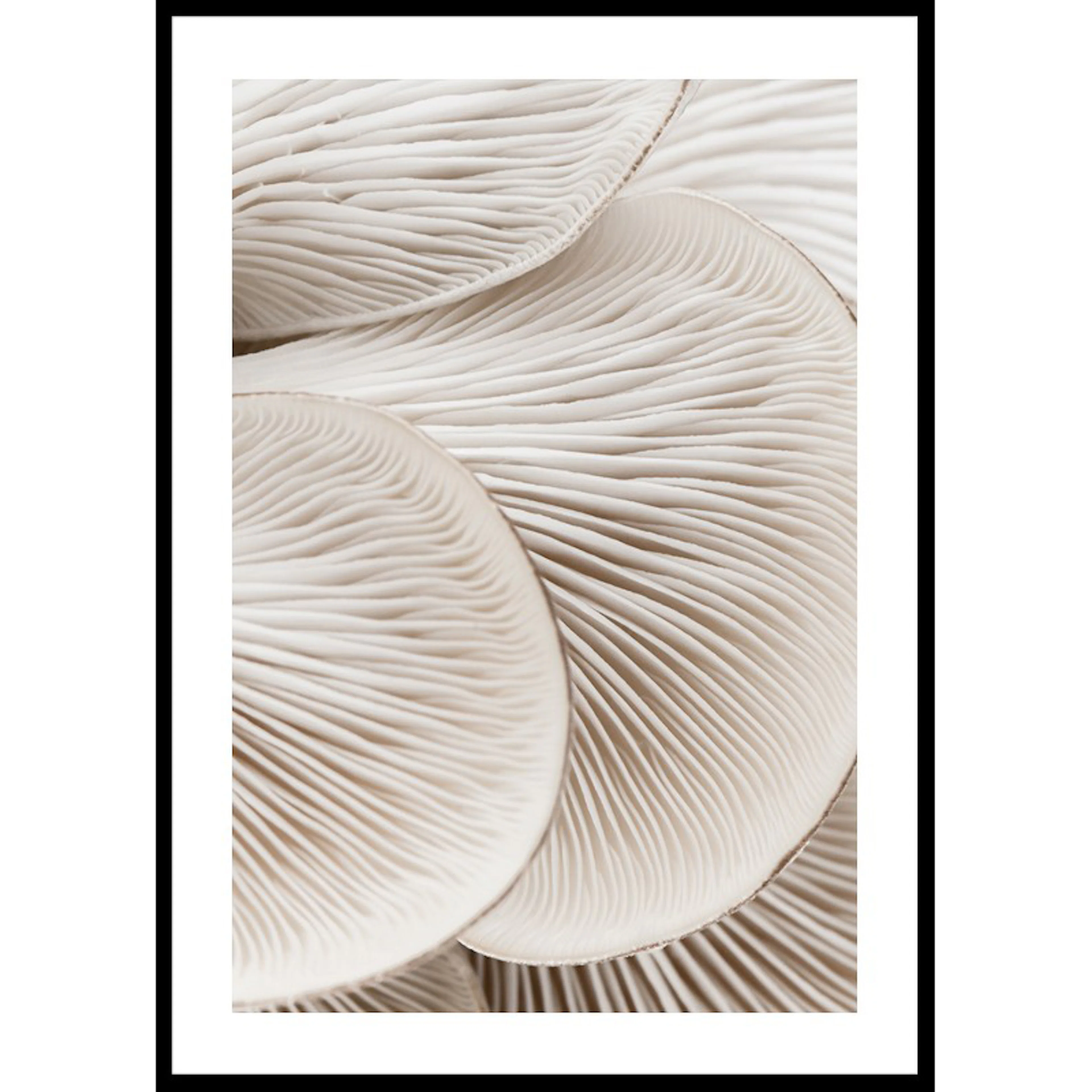 Mushrooms Close Up 30x40 30x40 cm