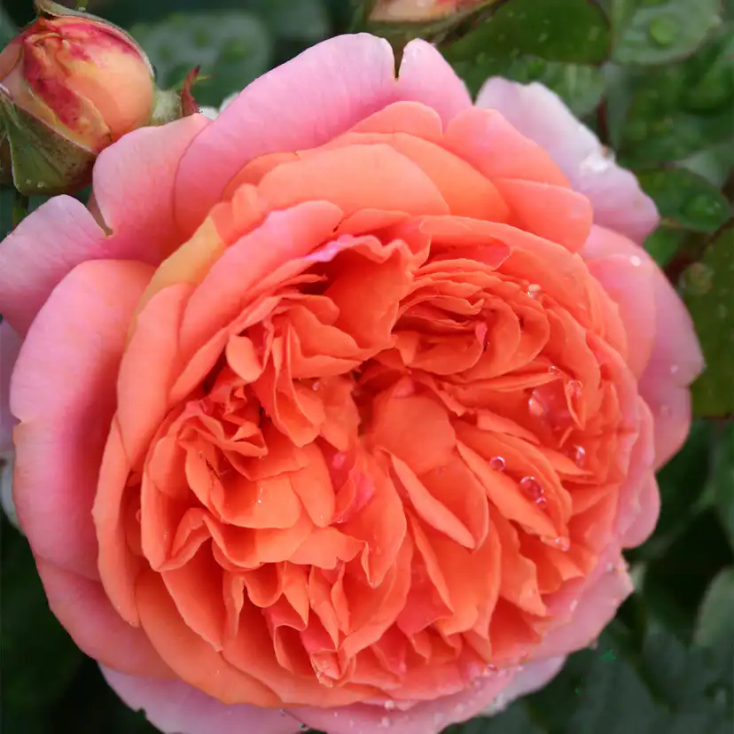 Flerblommig Rabattros Omnia Garden Chippendale