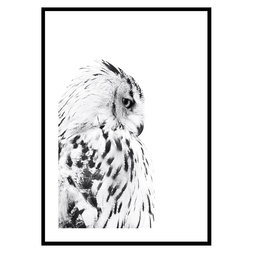 Poster Gallerix Snow Owl