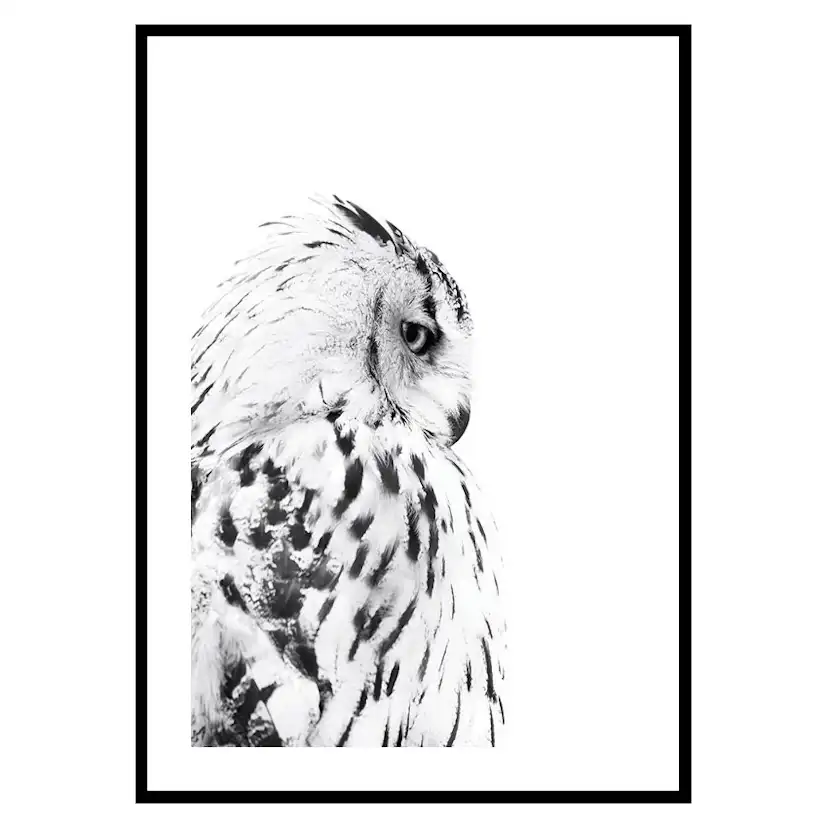 Poster Gallerix Snow Owl