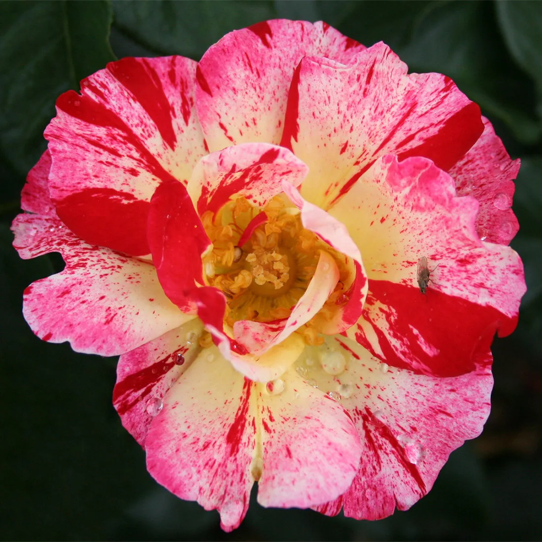 Flerblommig Rabattros Omnia Garden Hanky Panky