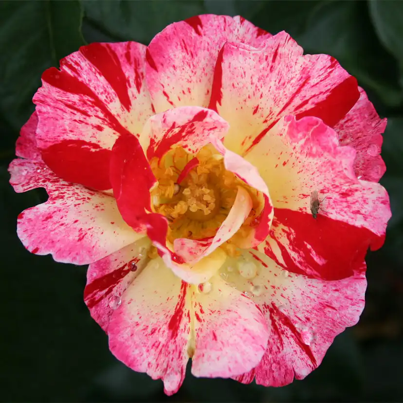 Flerblommig Rabattros Omnia Garden Hanky Panky