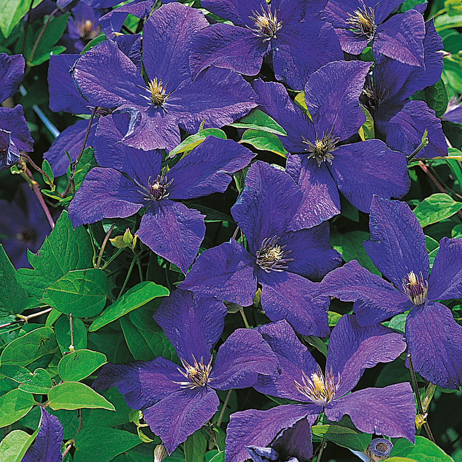 Klätterväxt Italiensk Klematis Omnia Garden 40-60 cm