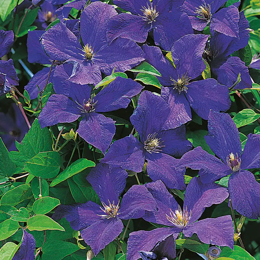 Klätterväxt Italiensk Klematis Omnia Garden 40-60 cm