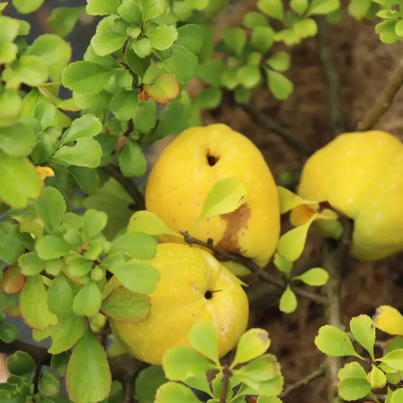 Fruktträd Omnia Garden Liten Rosenkvitten Balsgård Rondo 'Rondo'