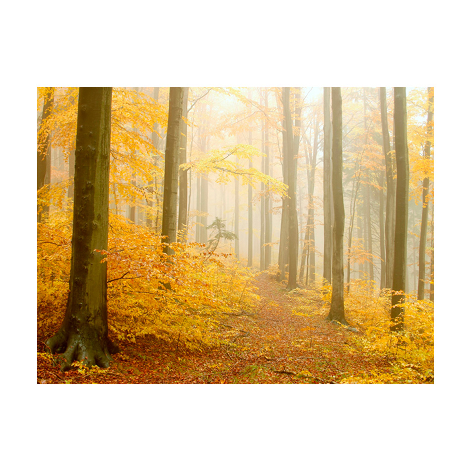 Fototapet Arkiio Skog Höst