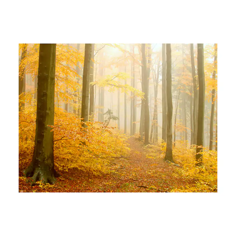 Fototapet Arkiio Skog Höst