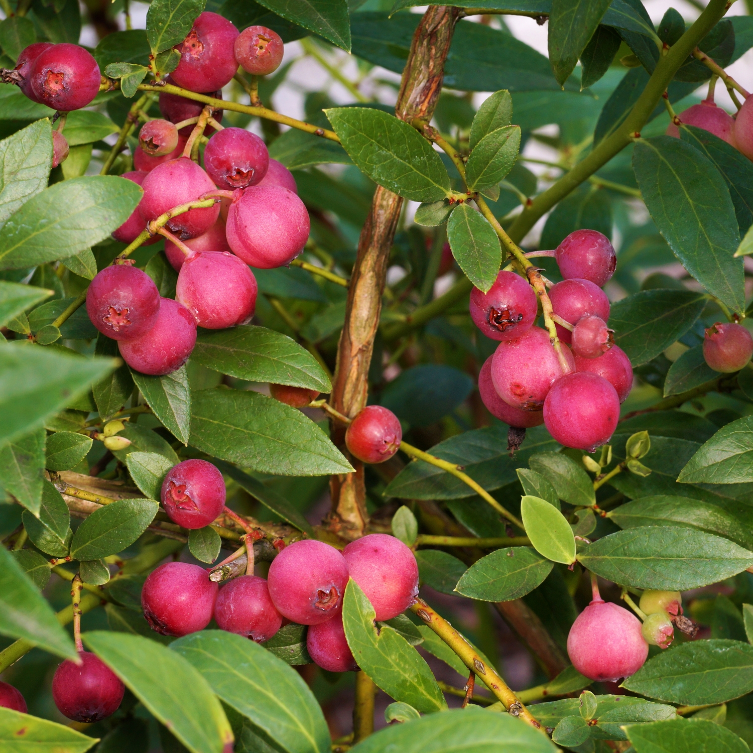 Planta Amerikanskt Blåbär Omnia Garden Pink Lemonade